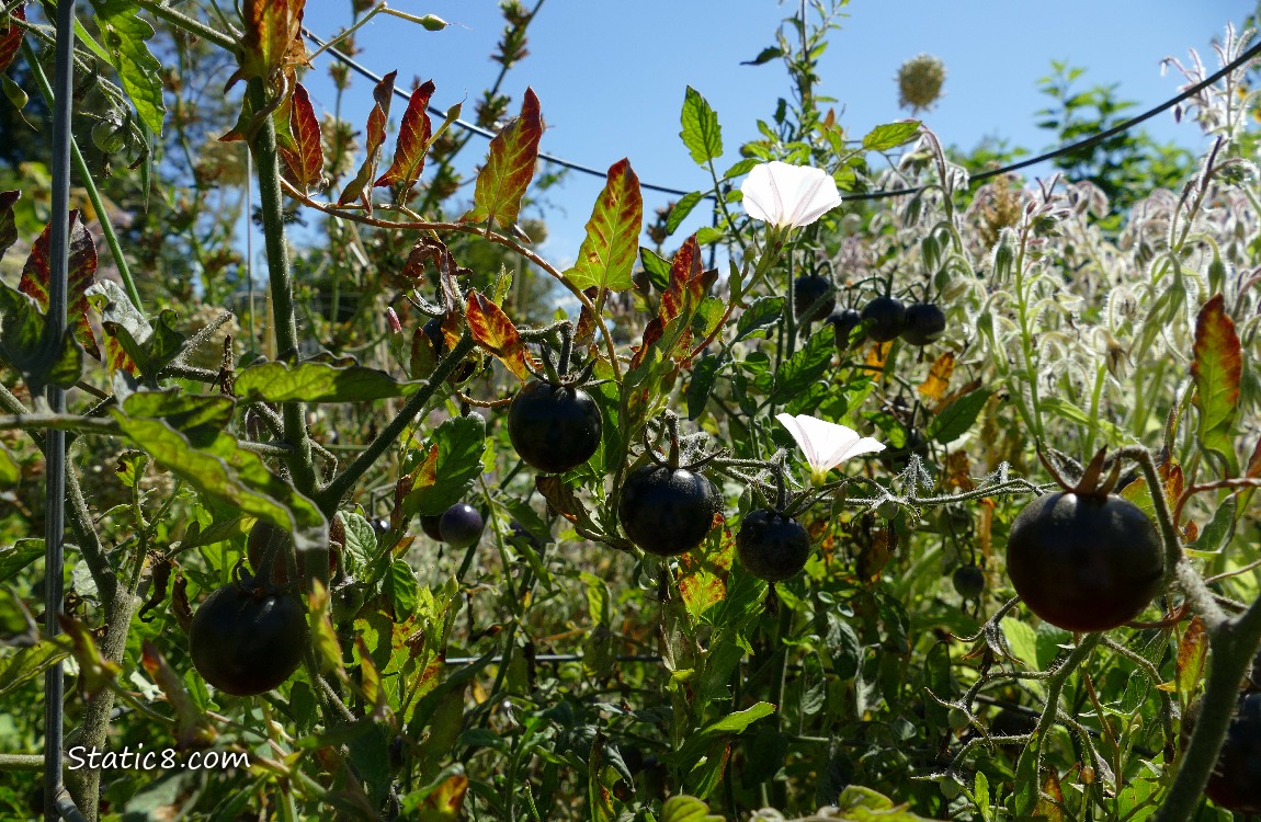 Silhouette of cherry tomatoes on the plant, blue sky above