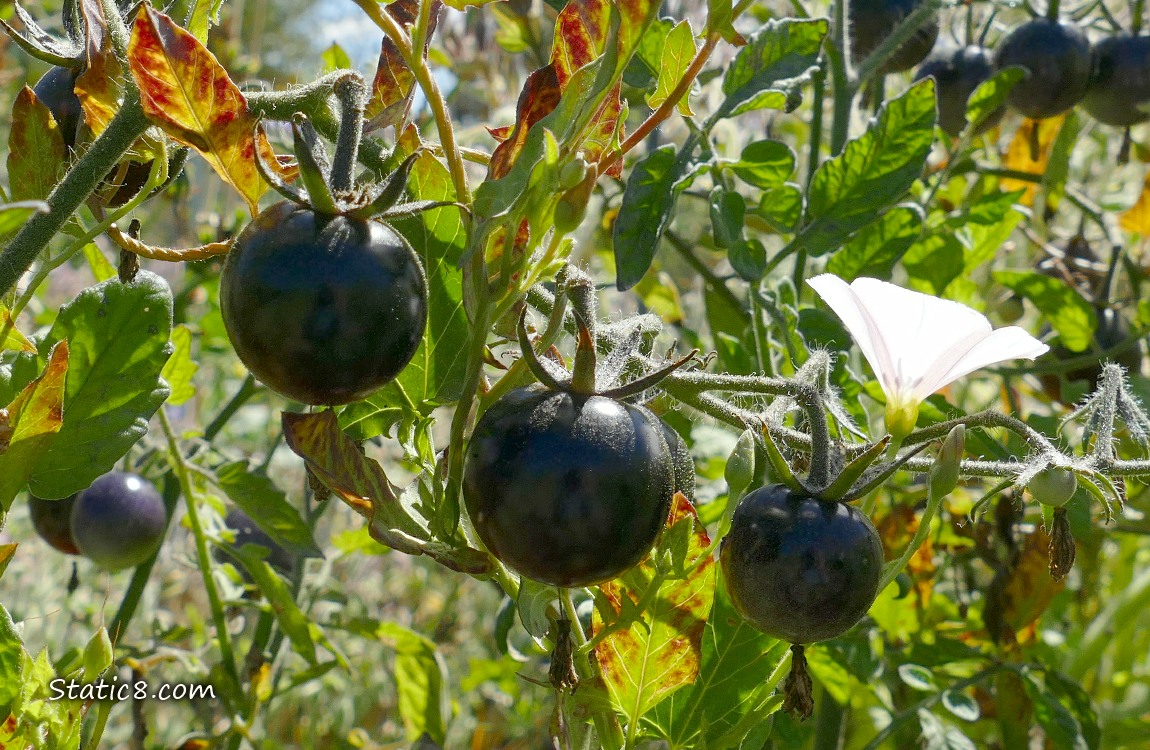 Black cherry tomatoes with a white bindweed bloom