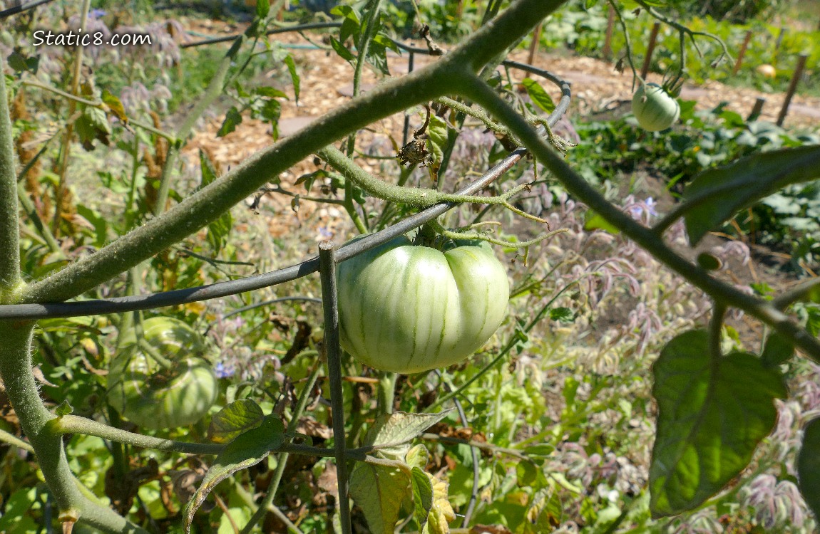 Green tomato growing on the vine