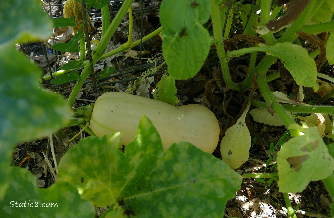 Butternut Squash ripening under the leaves of the vine
