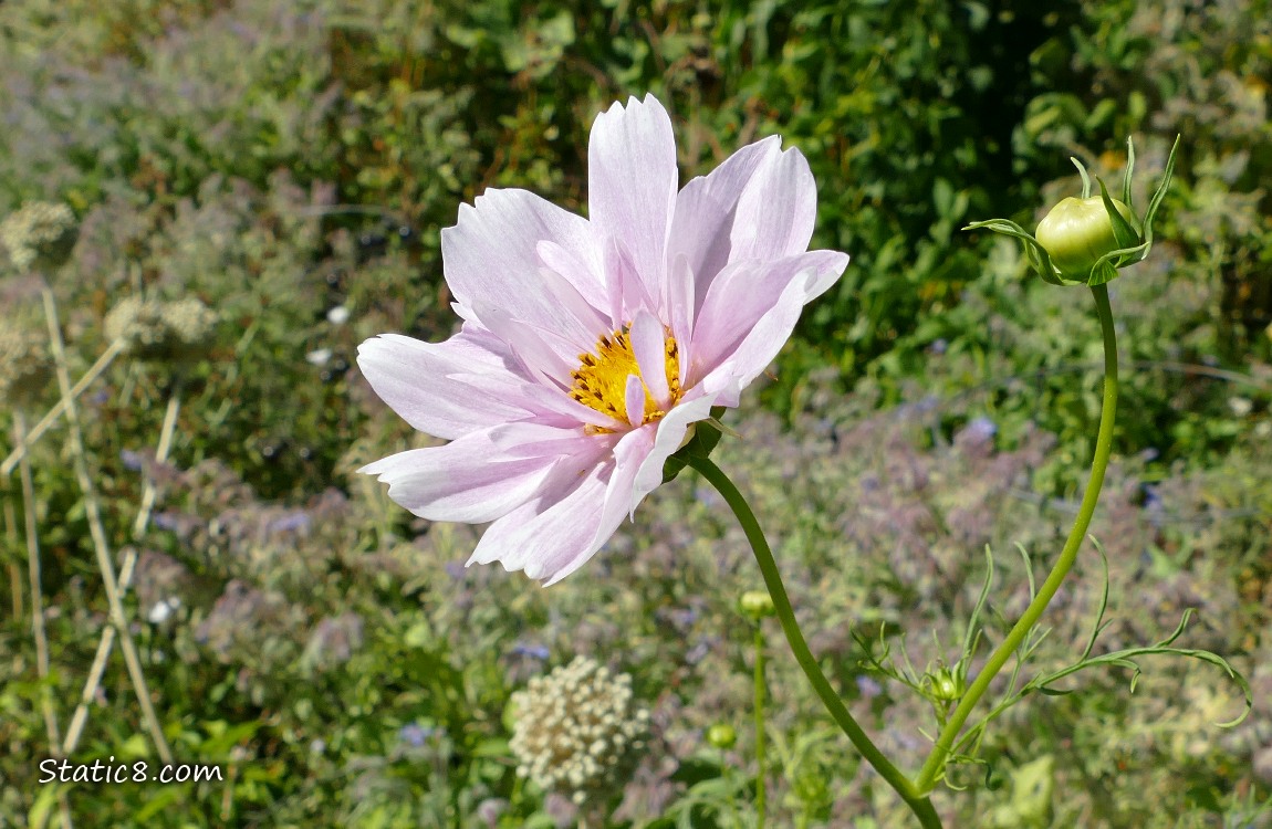 Pink Cosmos bloom in a garden plot