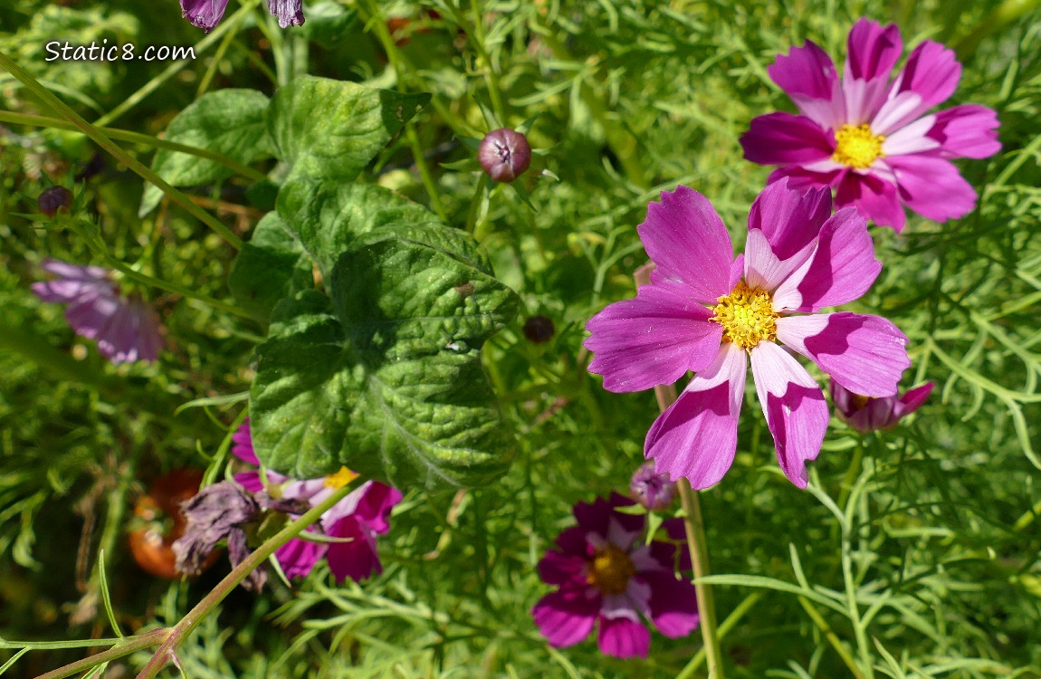 Dark pink Cosmos blooms with a red tomato in the background