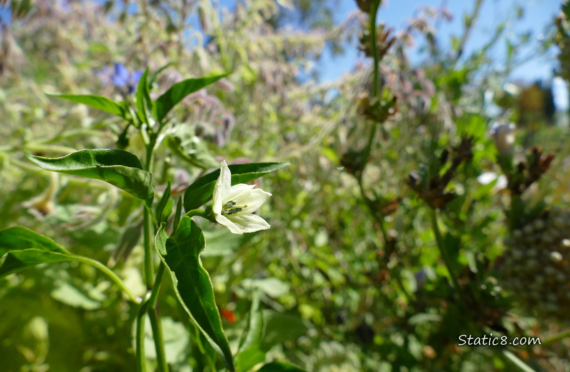 Pepper plant flower surrounded by other plants