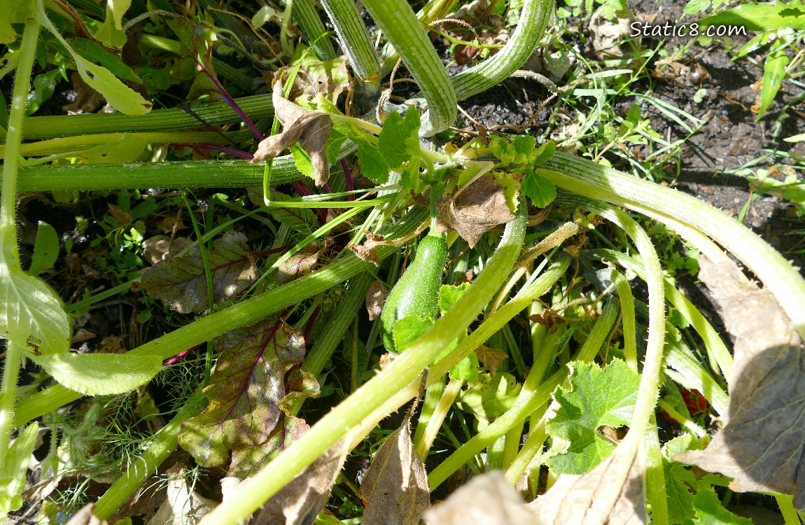 Zuchinni plant with other plants