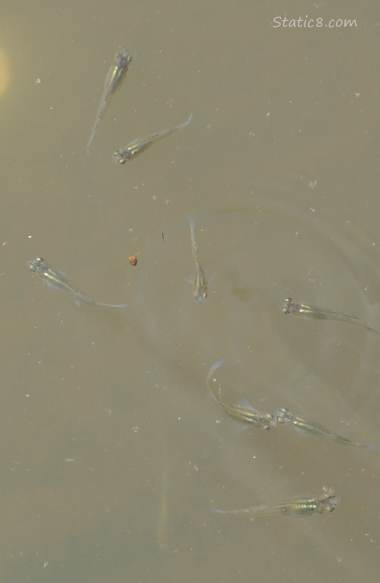 Minnows swimming in water