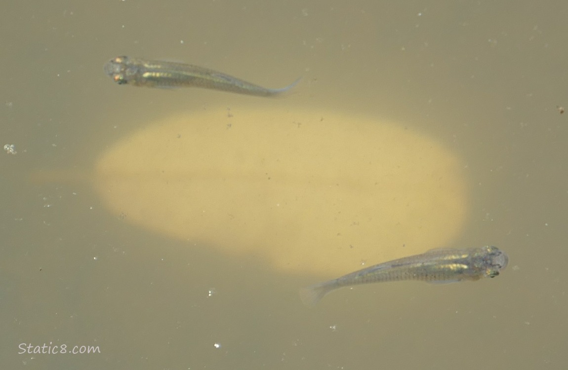 Two minnows swimming past a leaf thats underwater