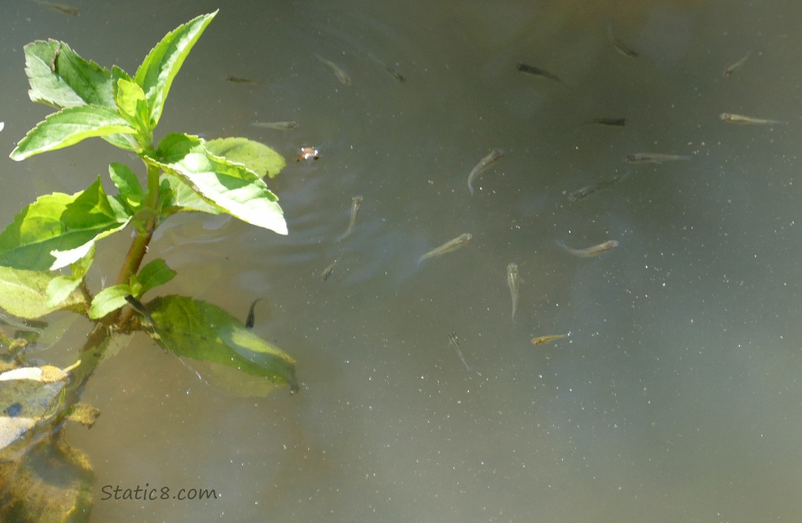 Minnows swimming in water with a green plant growing from the water