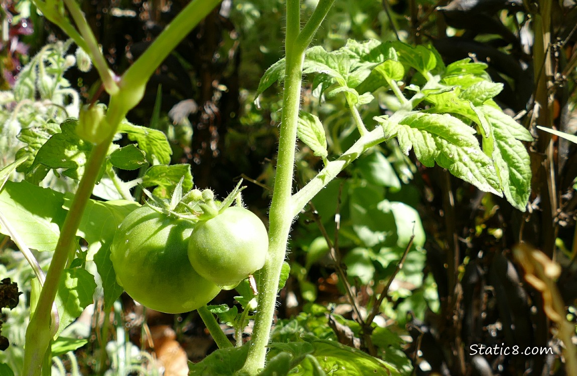 Green tomatoes growing on the plant