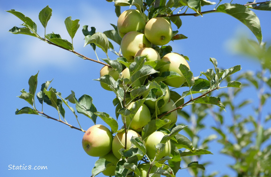 Apples ripening on the tree, blue sky behind