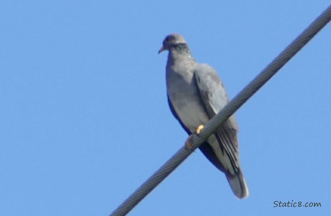 Dove up on a power line, blue sky behind