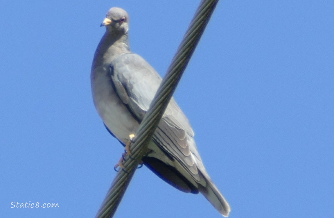 Dove up on a power line, blue sky behind