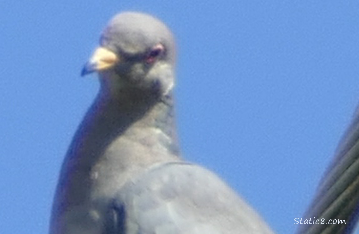 Dove up on a power line, blue sky behind