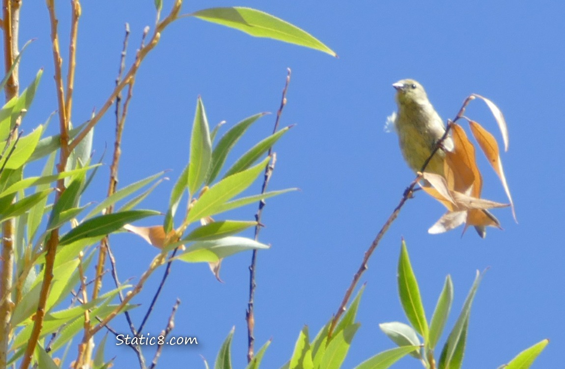 Goldfinch up in a willow tree, blue sky behind