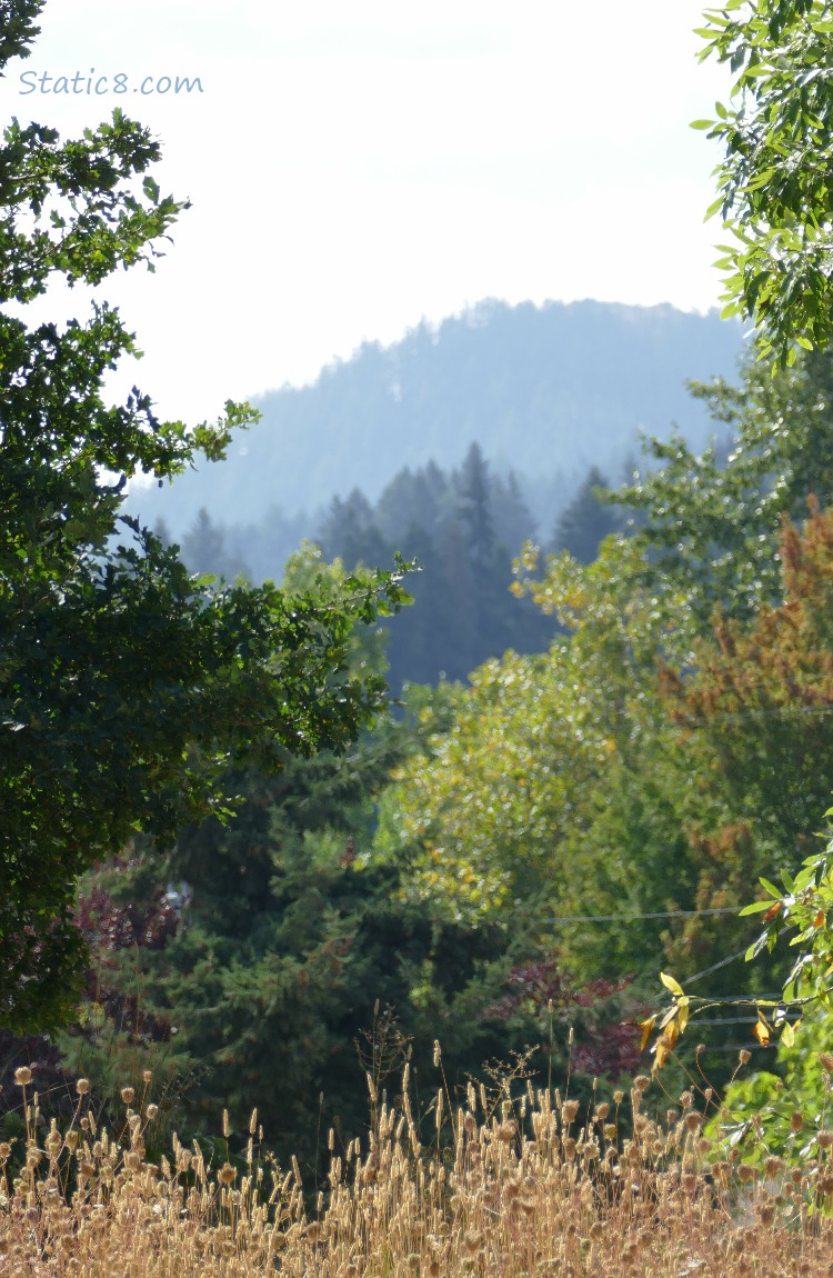 trees on the hill in the distance