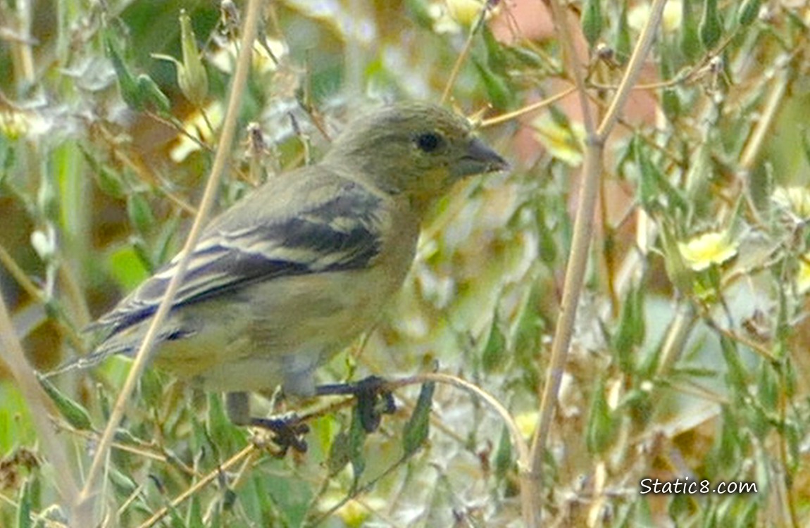 Lesser Goldfinch standing among weeds