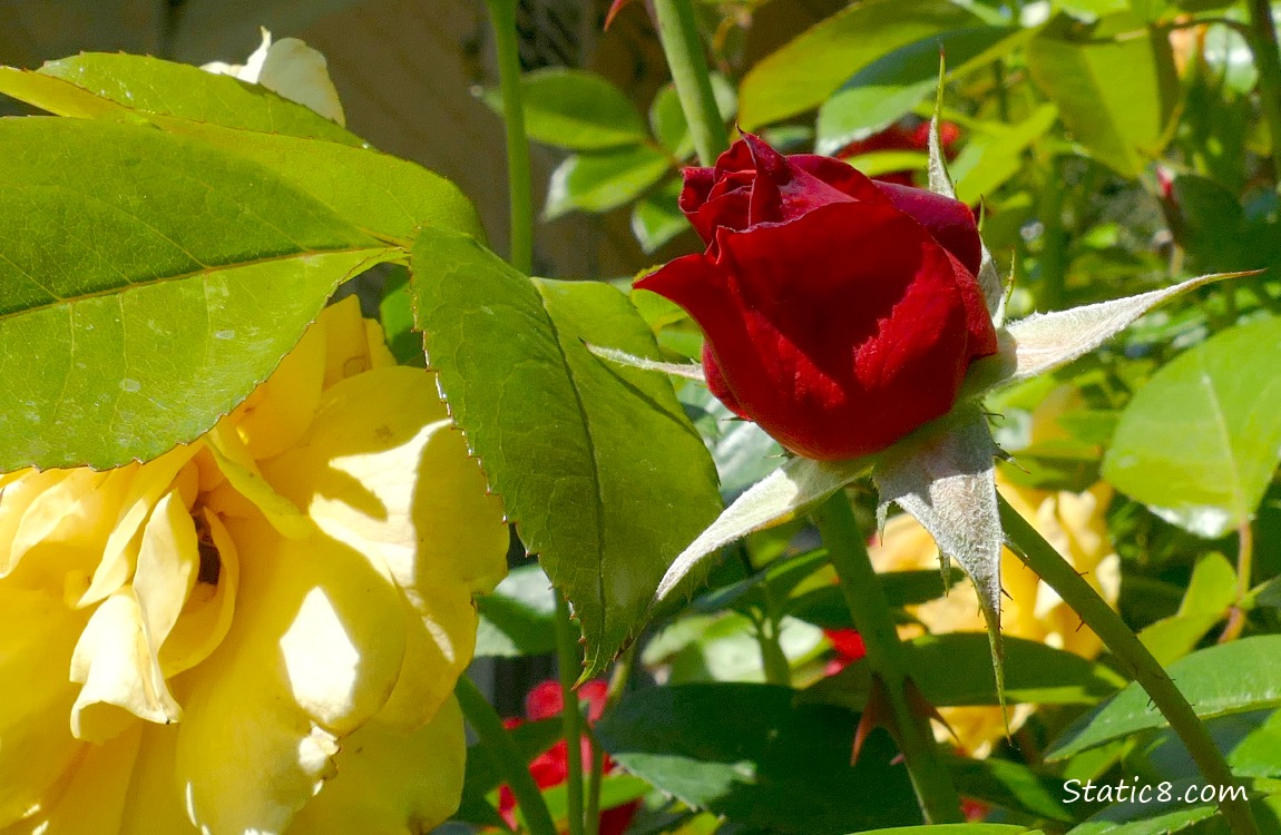 Red budding rose surrounded by green leaves
