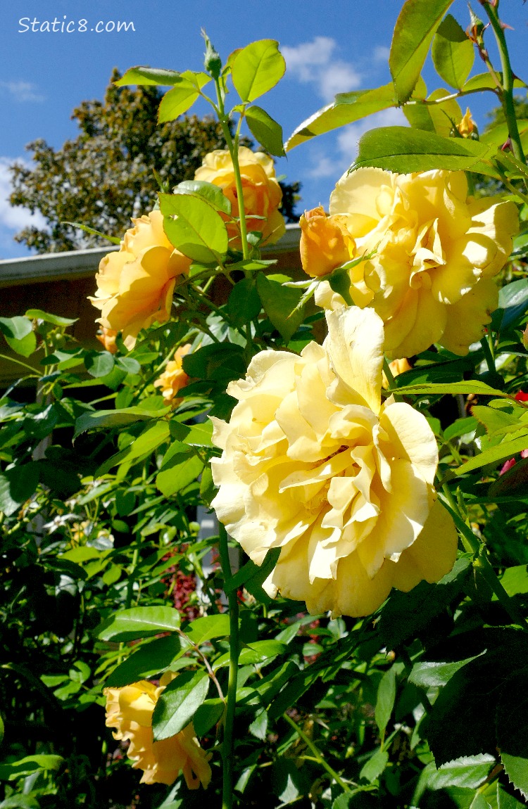 Yellow rose blooms and green leaves, blue sky above