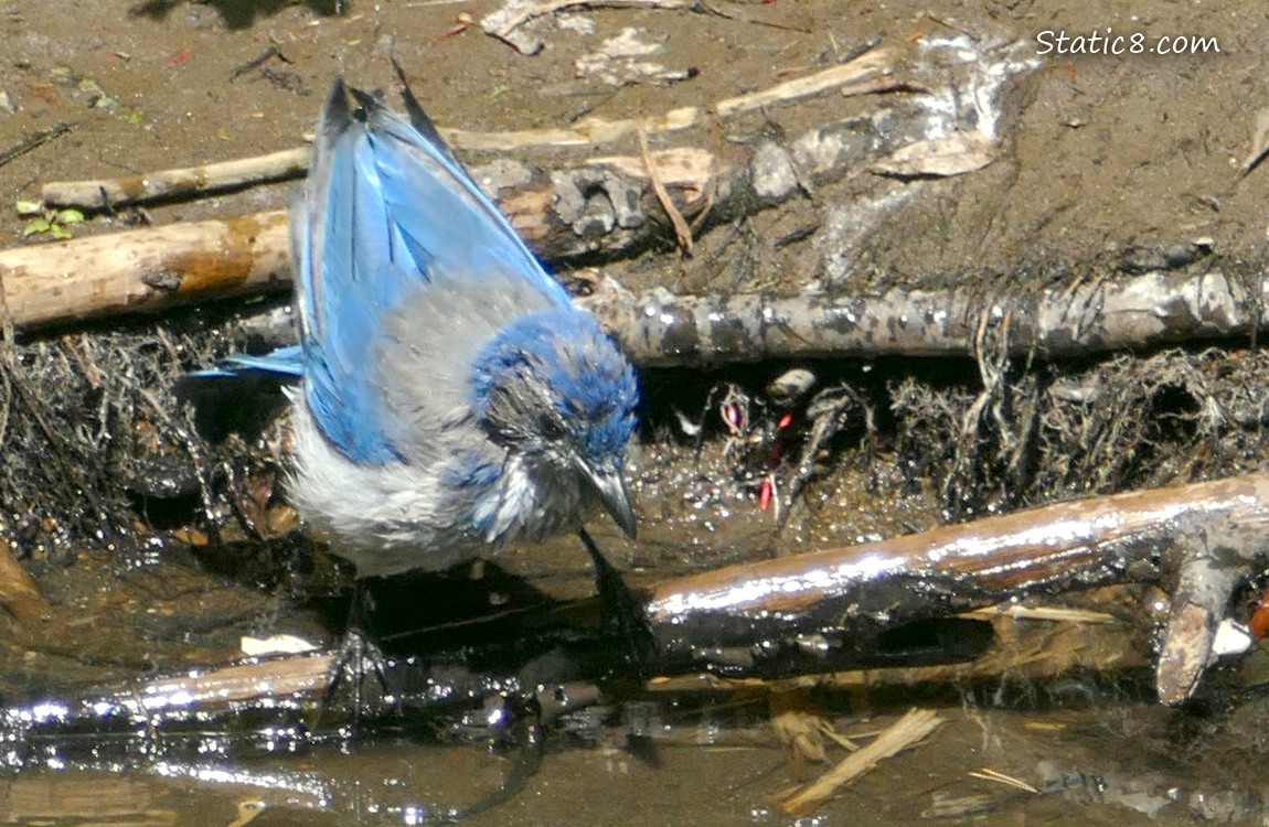 Scrub Jay standing at the edge of the water