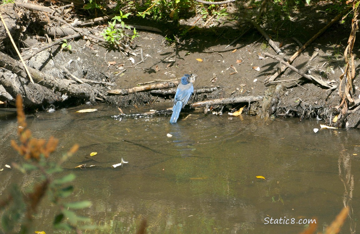 Scrub Jay standing at the bank, next to the water