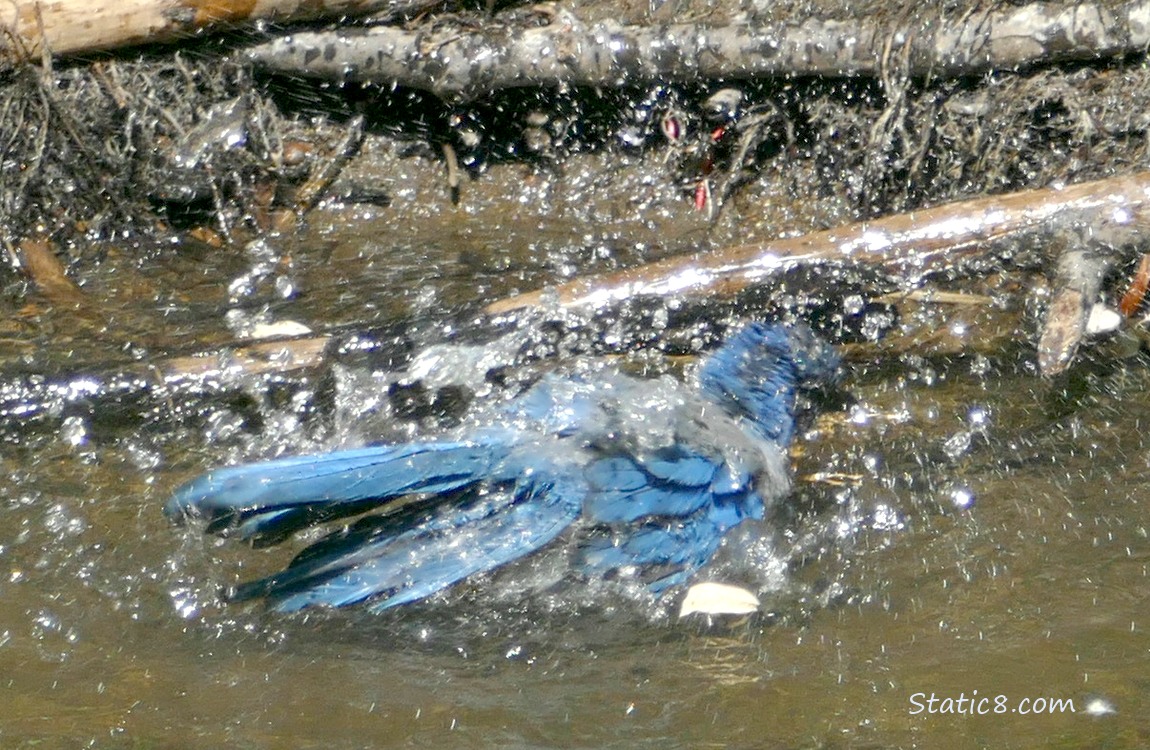 Scrub Jay in shallow water with water drops all around