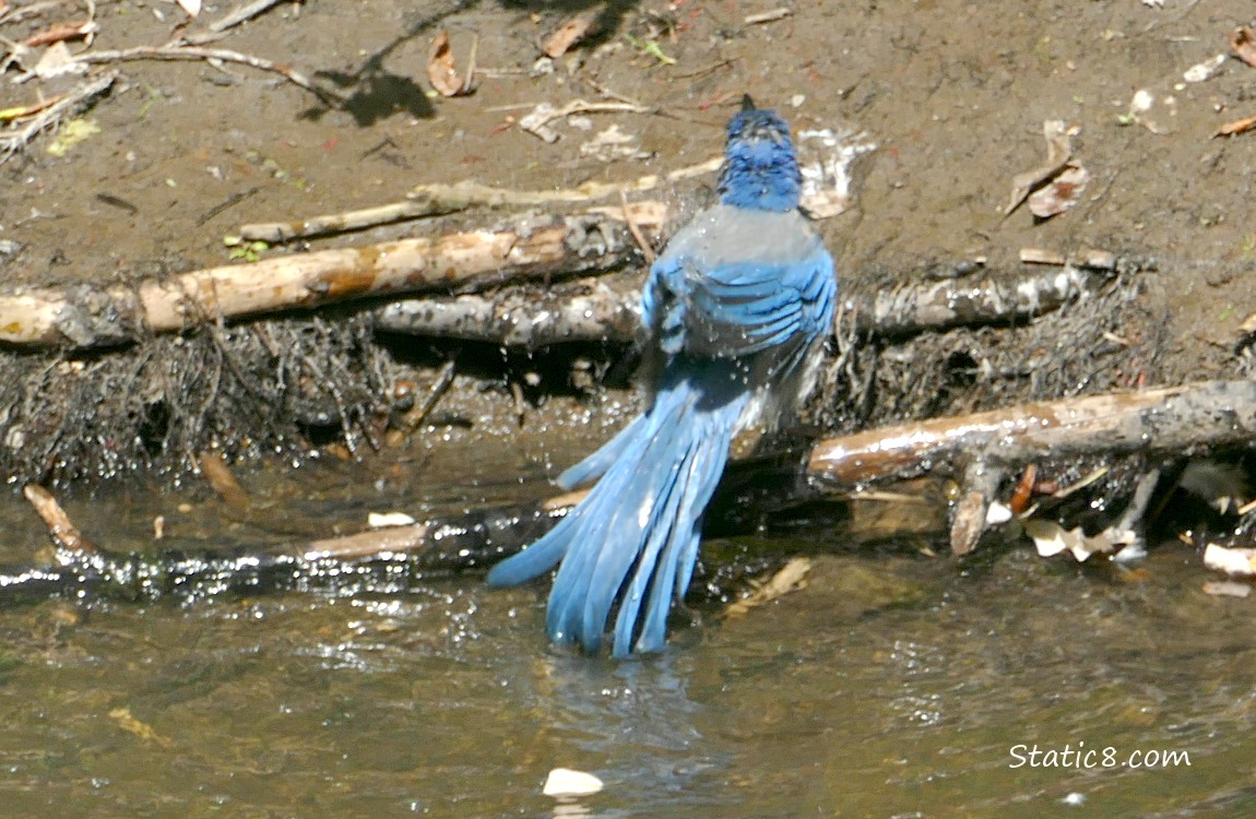 Scrub Jay standing on the bank, near the water, shaking water off