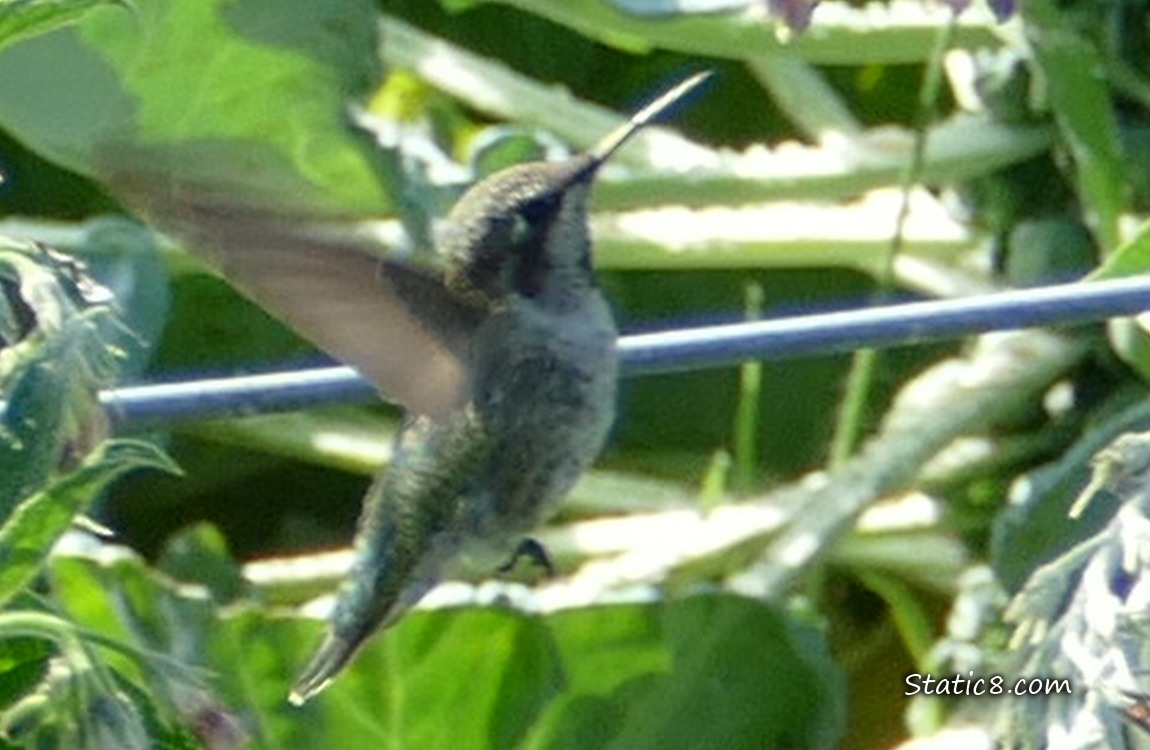 Anna Hummingbird flying