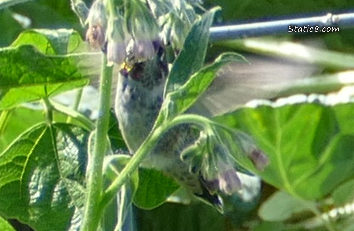 Anna Hummingbird behind some Comfrey leaves