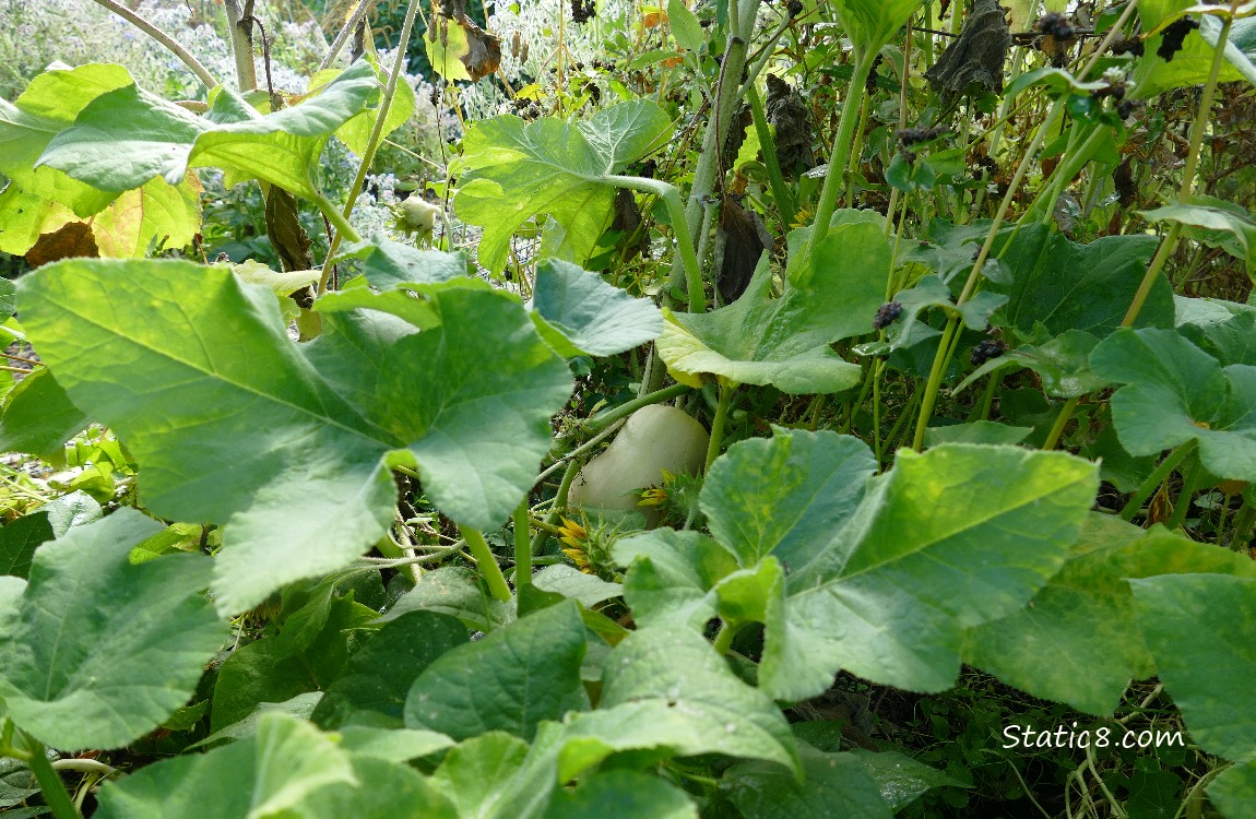 Butternut Squash growing under big leaves