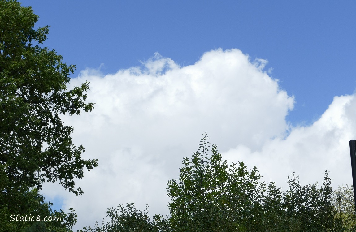 Puffy white clouds in a blue sky, past the silhouette of trees