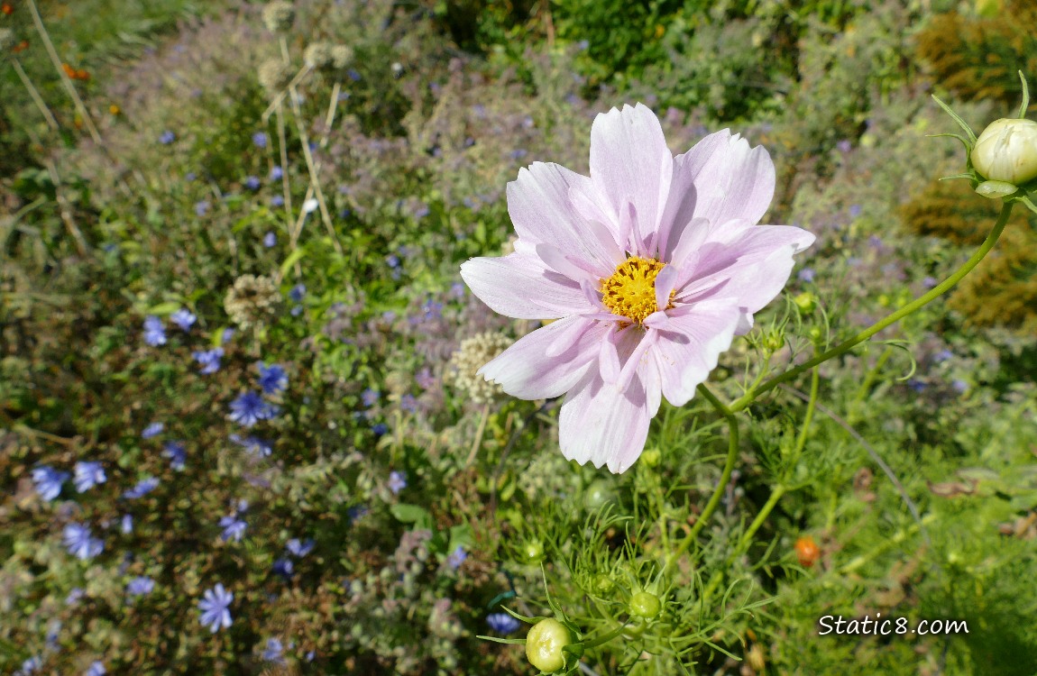 Pink Cosmos bloom in a garden plot