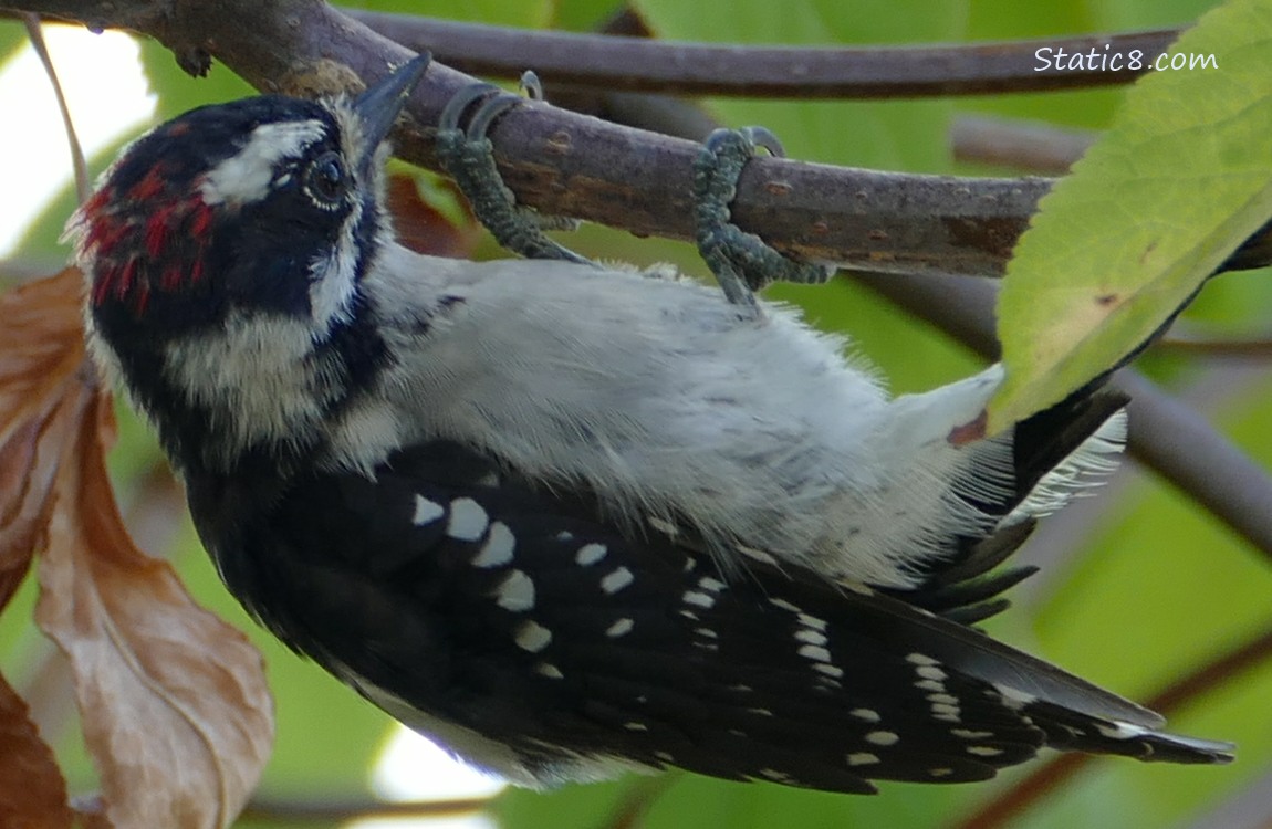 Downy woodpecker hanging from a twig