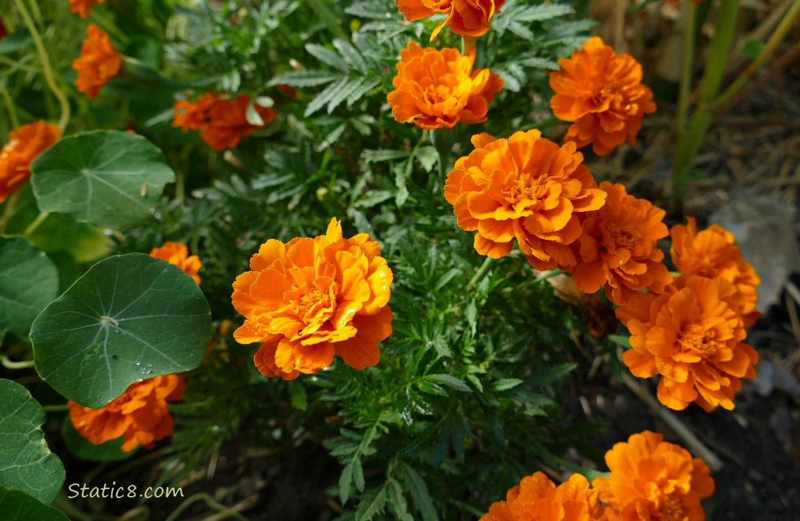 Orange Marigold blooms