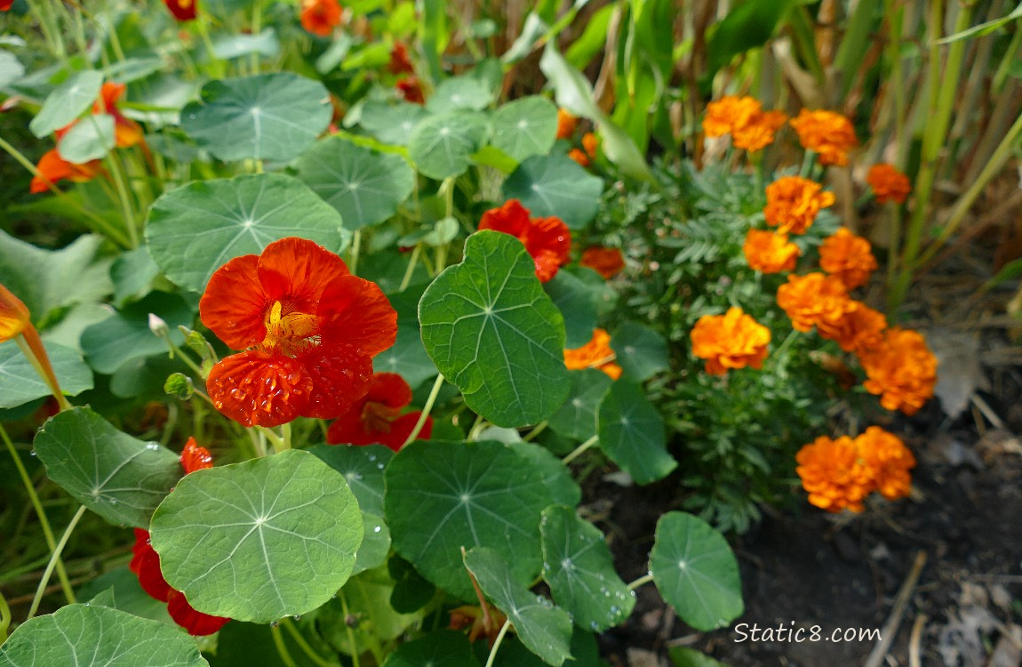 Nasturtium plants with blooms and Marigold plants with blooms
