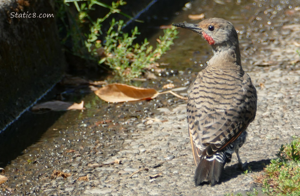 Male flicker standing need the curb