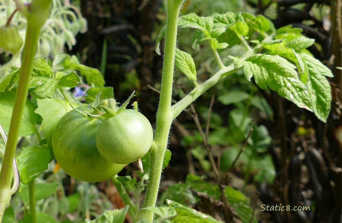 Green tomatoes ripening on the plant