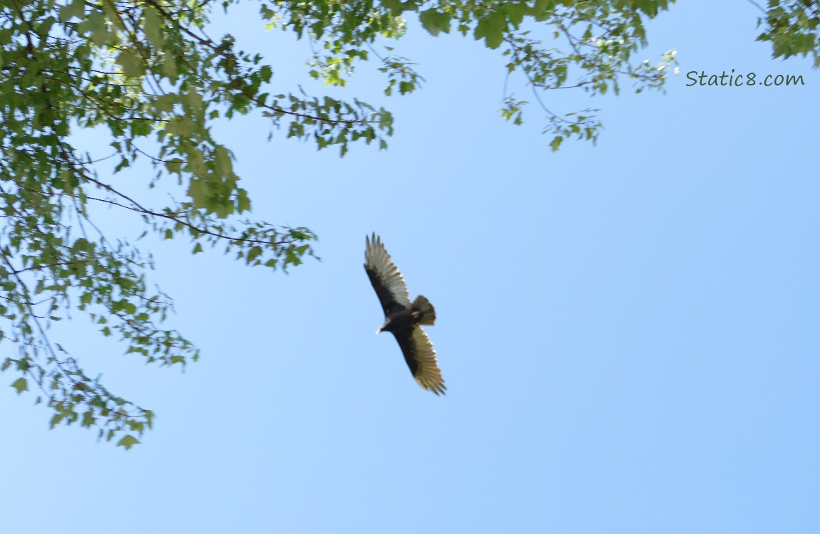 Turkey Vulture flying past tree leaves