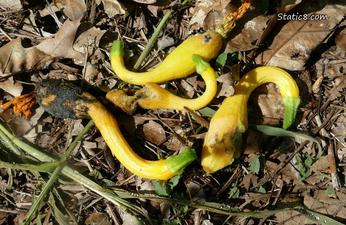 Rotting Crookneck Squash fruits, laying on the ground