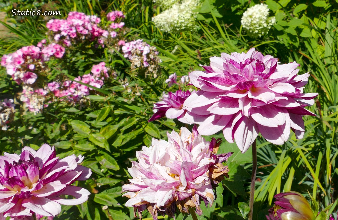 Pink Dahlia blooms