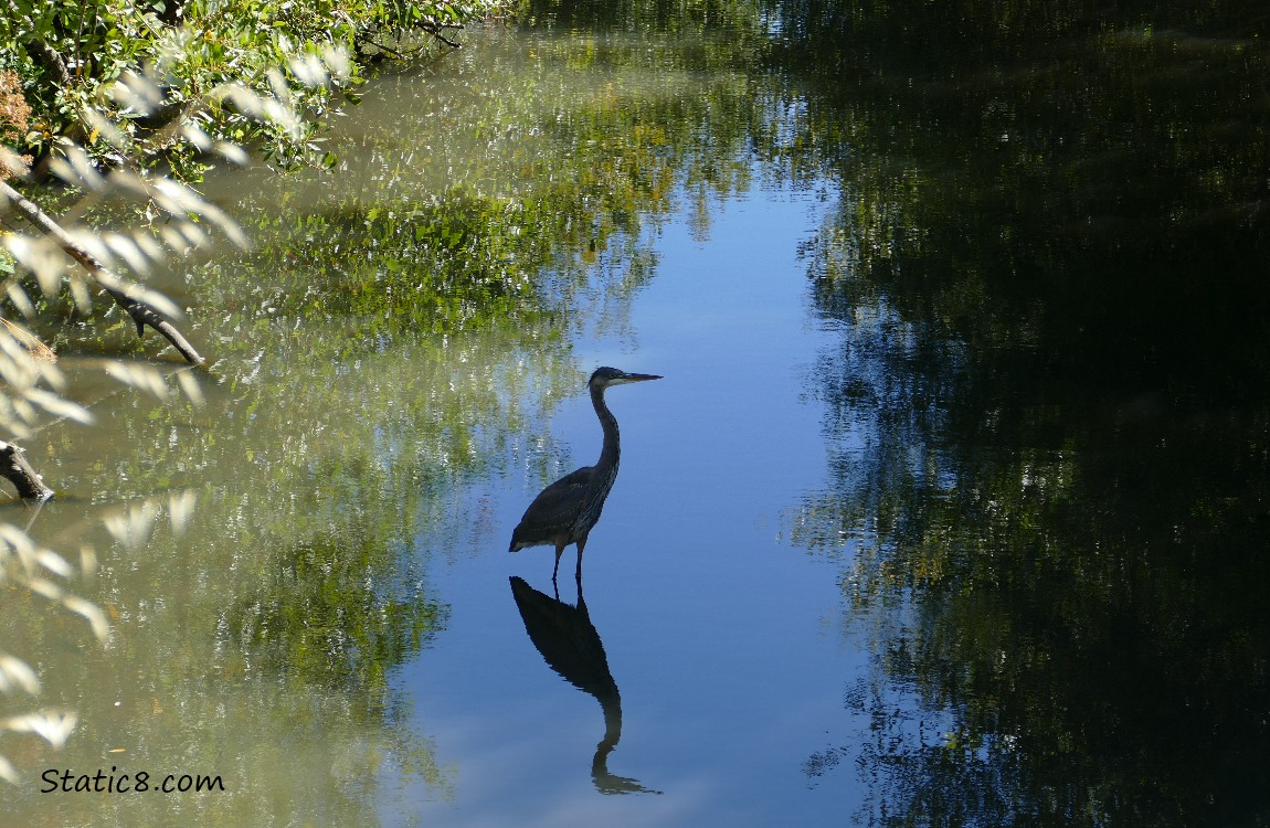 Silhouette of a Great Blue Heron standing in the creek