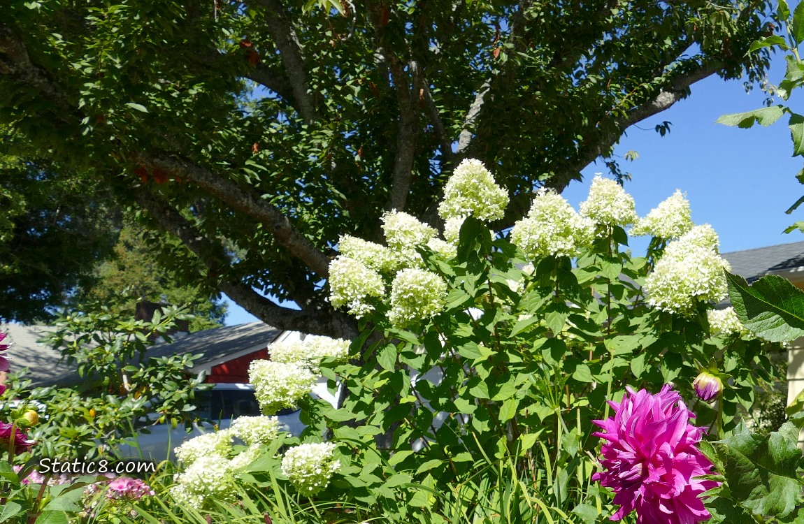 White Hydrangea blooms under a towering tree