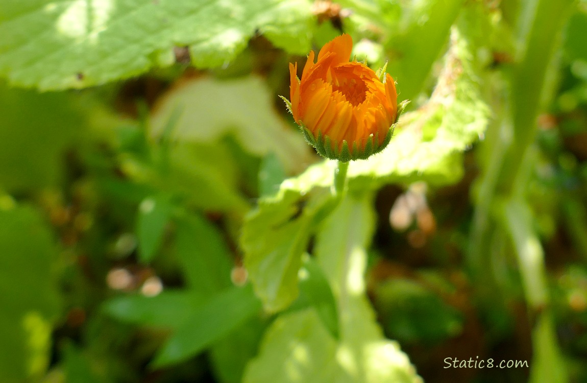 Calendula bud under green leaves