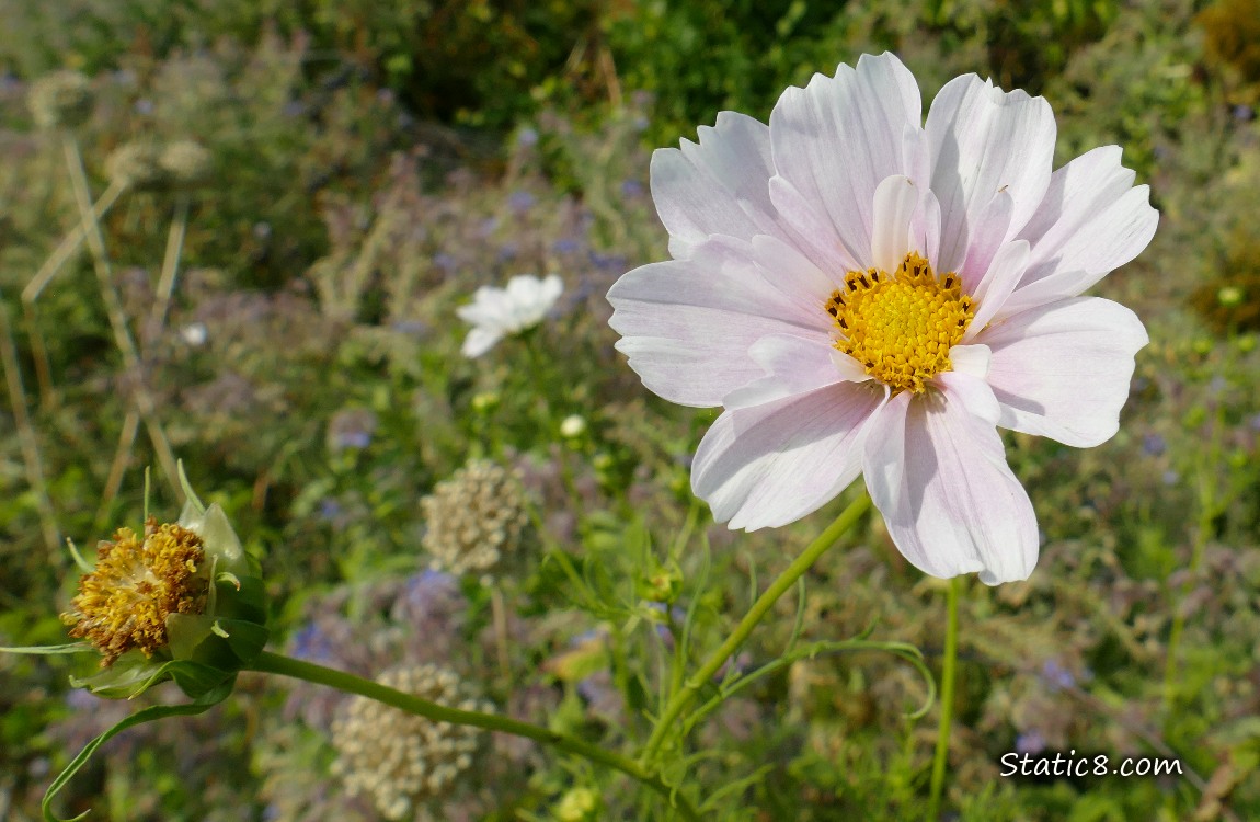 Pink Cosmos bloom with garden plot in the background