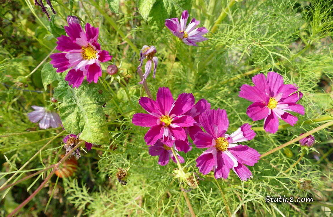 Dark pink Cosmos blooms with lacy green leaves