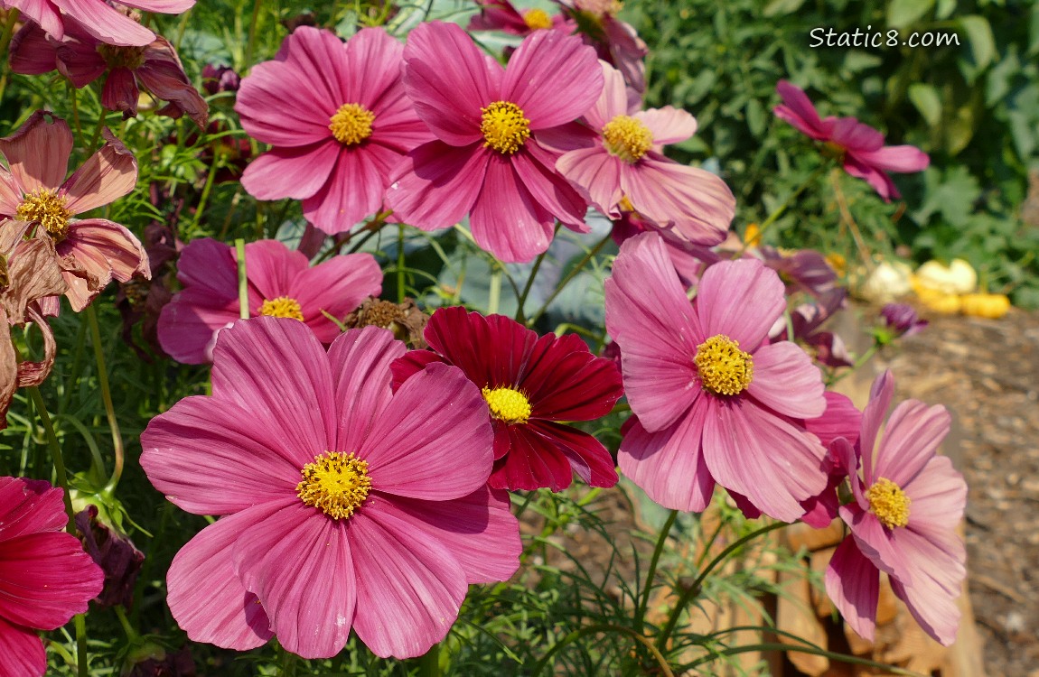 Dusty rose coloured Cosmos blooms