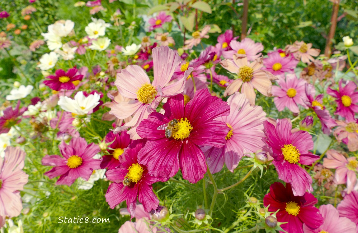Cosmos blooms in various shades of pink