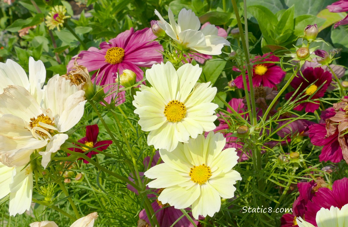 Pale yellow Cosmos blooms