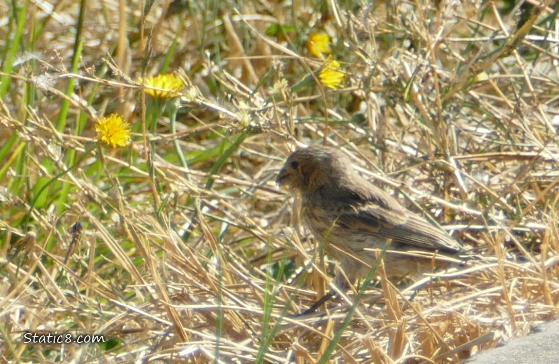 House Finch standing in the grass