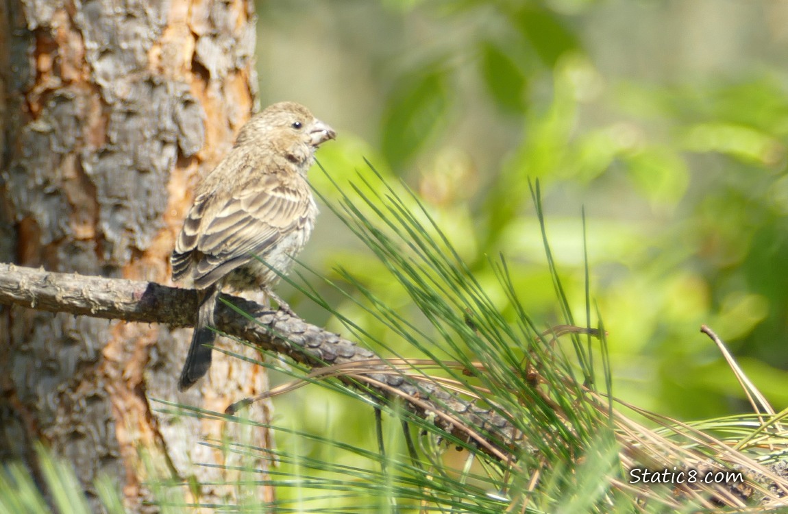 House Finch standing in a pine tree