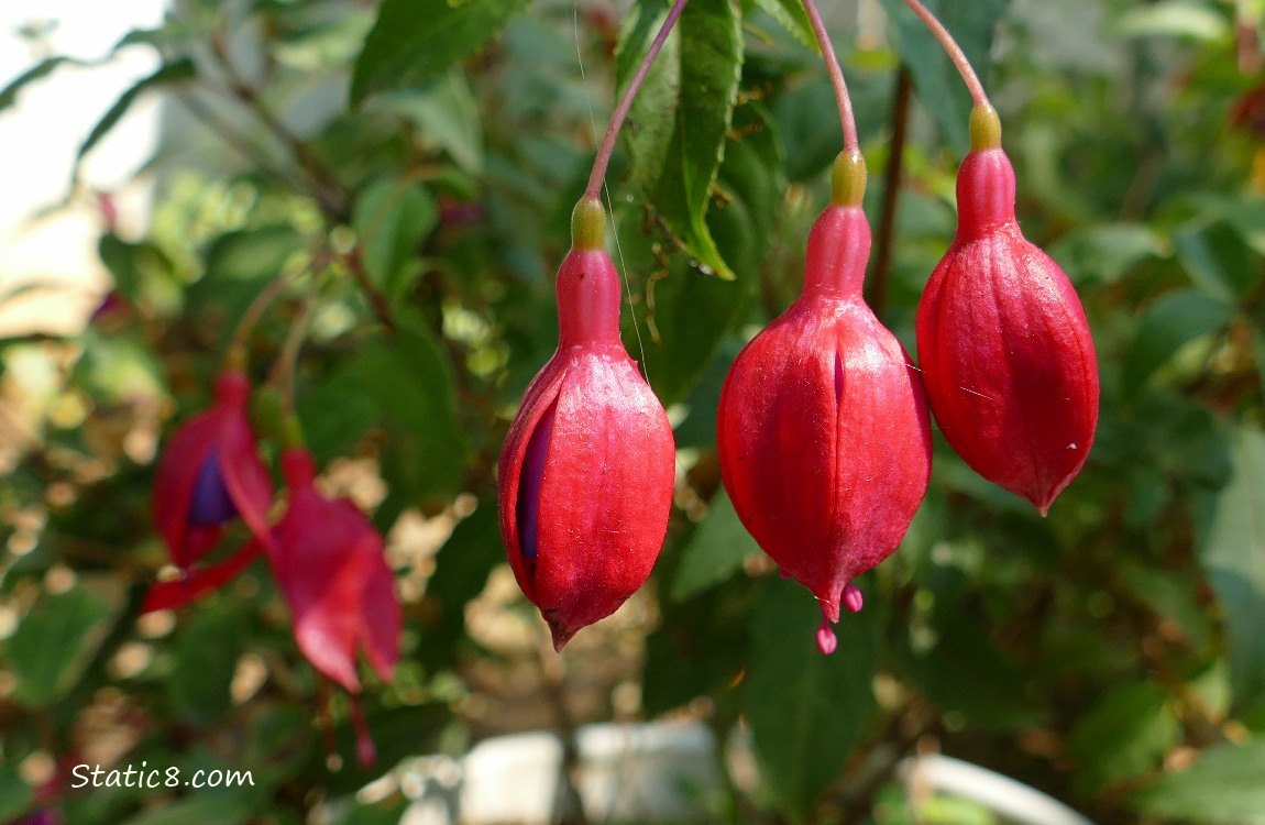 Red Fuchsia buds hanging from a potted plant