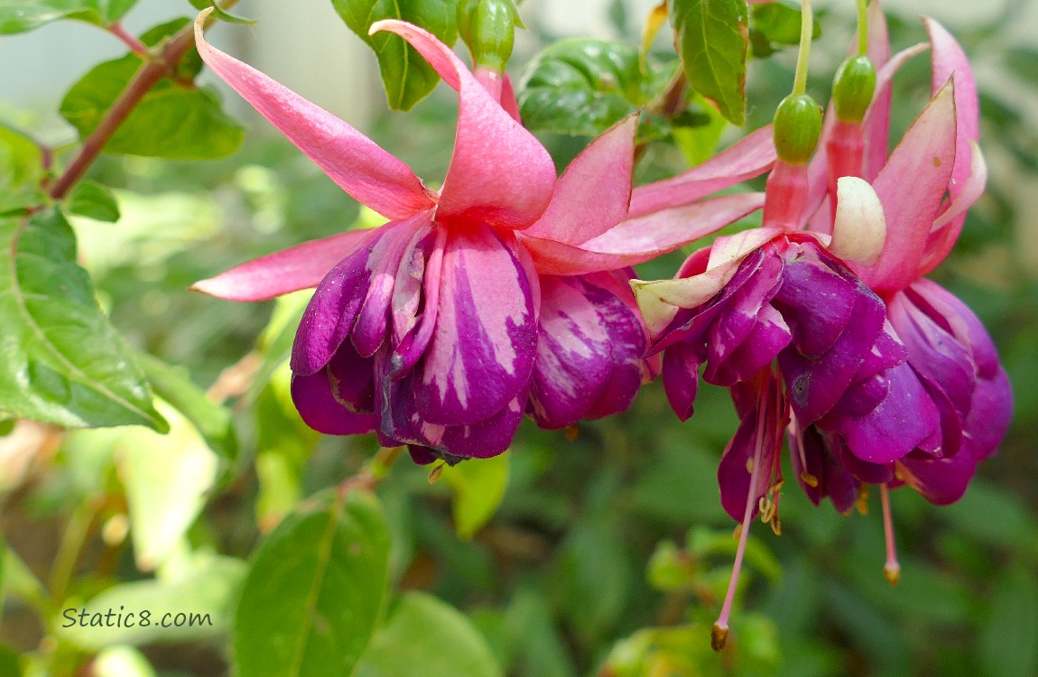 Purple and pink Fuchsia blooms surrounded by green leaves